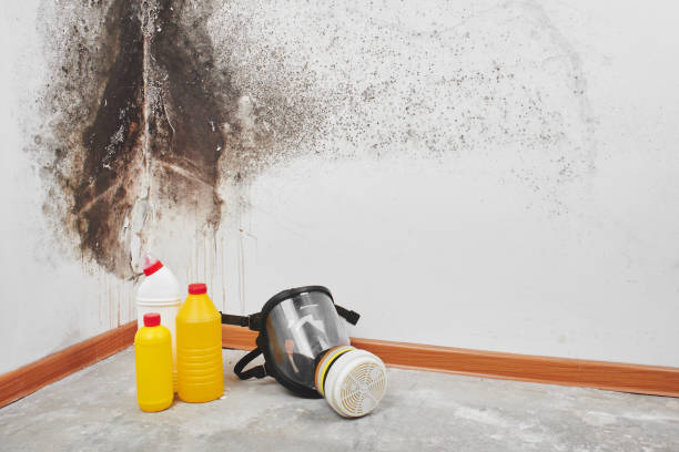 Best White Mold Remediation in Colusa, CA