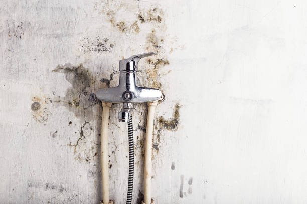 Best Kitchen Mold Remediation in Colusa, CA