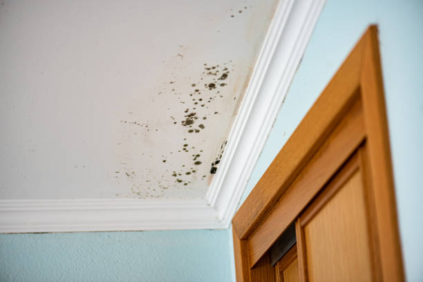 Best Industrial Mold Remediation in Colusa, CA