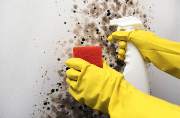 Best Mold Remediation for Specific Building Types in Colusa, CA