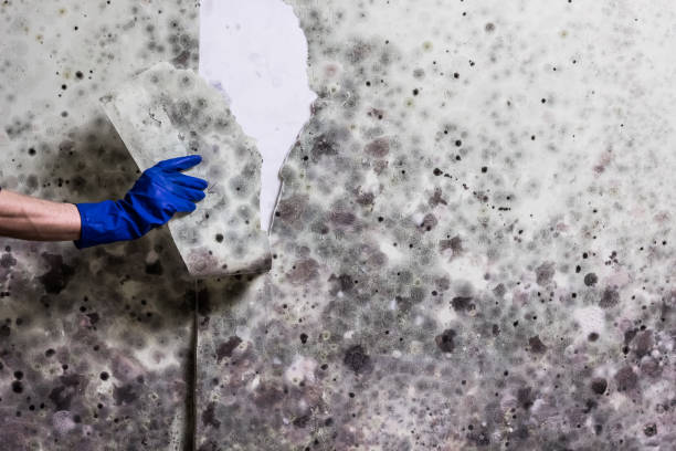 Professional Mold Remediation in Colusa, CA