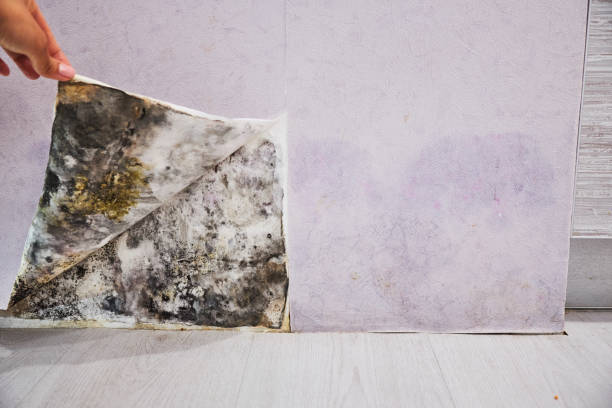 Best Industrial Mold Remediation in Colusa, CA